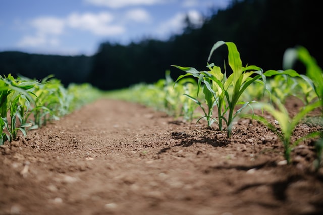 Na czym polega herbicydowa ochrona kukurydzy?